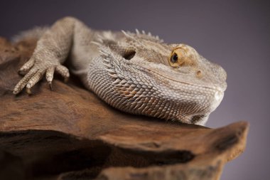 Sakallı agama kertenkele 