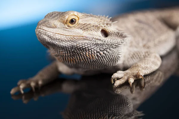 Бородатий дракон ящірка — стокове фото