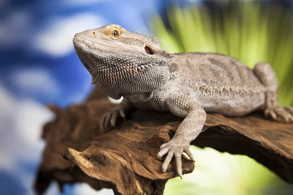 Agama lagarto barbudo — Fotografia de Stock