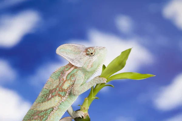 Green chameleon lizard — Stock Photo, Image