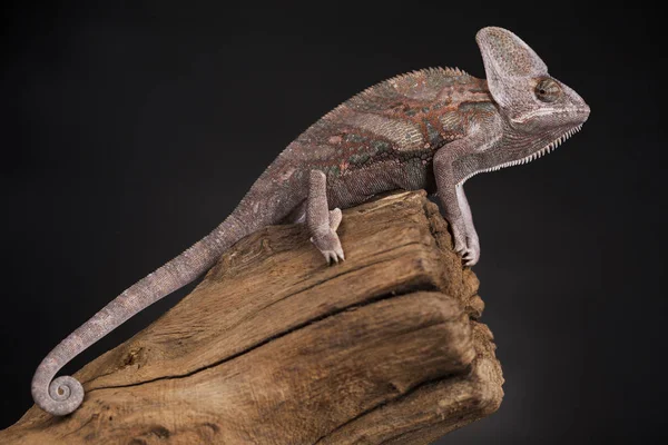 Kök yeşil bukalemun