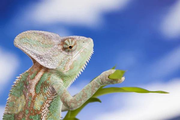 Green chameleon lizard — Stock Photo, Image