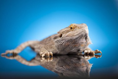 kertenkele sakallı Ejder