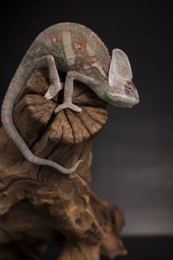 Kök, kertenkele, siyah arka plan üzerinde yeşil bukalemun