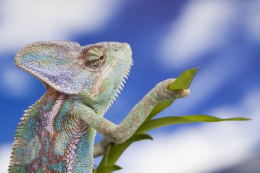 Green chameleon lizard clipart