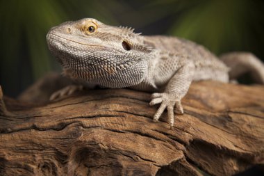 Kök Dragon sakallı 
