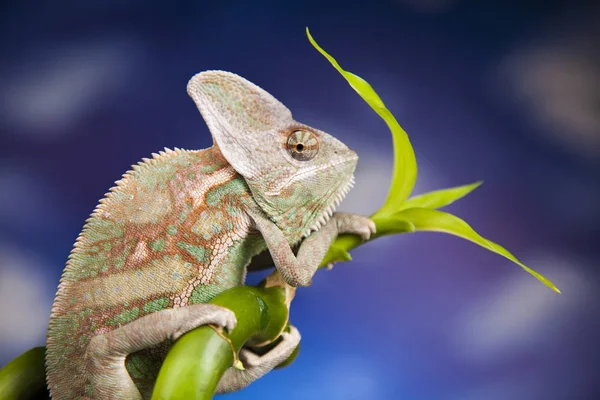 Lagarto camaleão verde — Fotografia de Stock