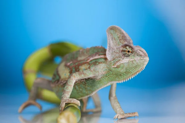 Ještěrka zelená chameleon — Stock fotografie