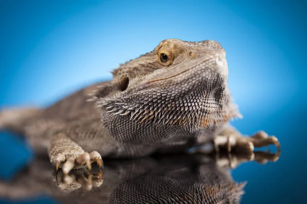 Gyík szakállas sárkány — Stock Fotó