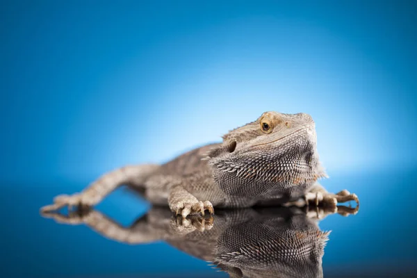 Бородатий дракон ящірка — стокове фото