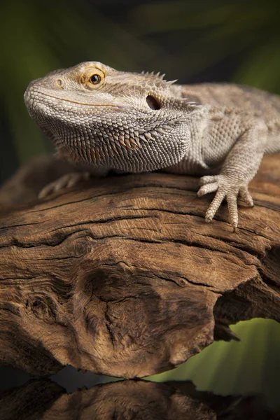 Sakallı agama kertenkele 