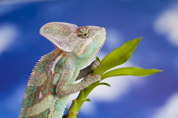 Green chameleon lizard — Stock Photo, Image
