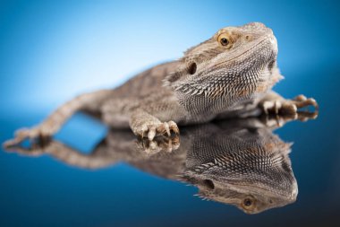 kertenkele sakallı Ejder