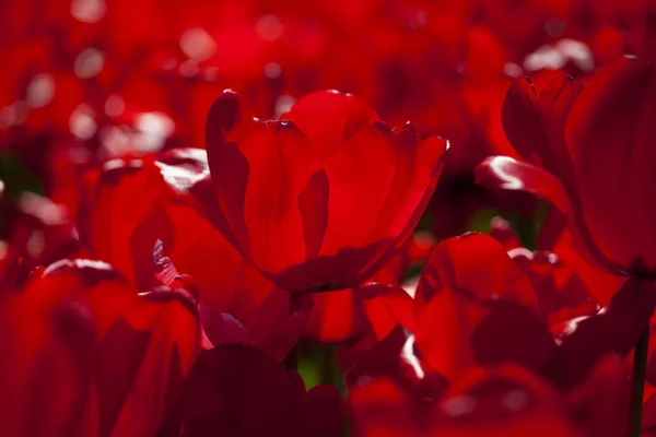 Tulipas frescas da primavera — Fotografia de Stock