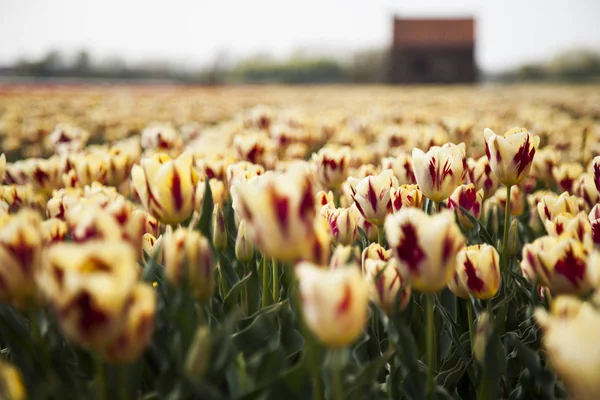 Fresh spring tulips — Stock Photo, Image