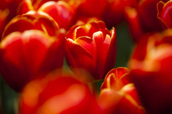 Tulipani freschi di primavera — Foto Stock