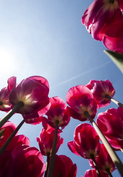 Tulipanes frescos de primavera —  Fotos de Stock