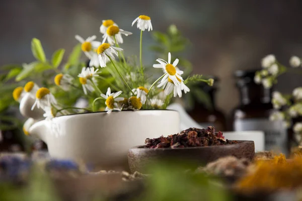 Alternativní medicína, sušené byliny — Stock fotografie