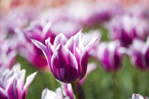 Tulipas frescas da primavera — Fotografia de Stock