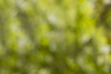 yeşil arka plan bulanık