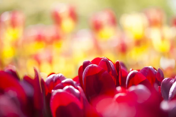 Fresh spring tulips — Stock Photo, Image