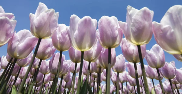 Tulipes printanières fraîches — Photo