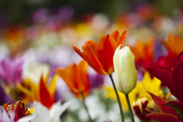 Verse lente tulpen — Stockfoto