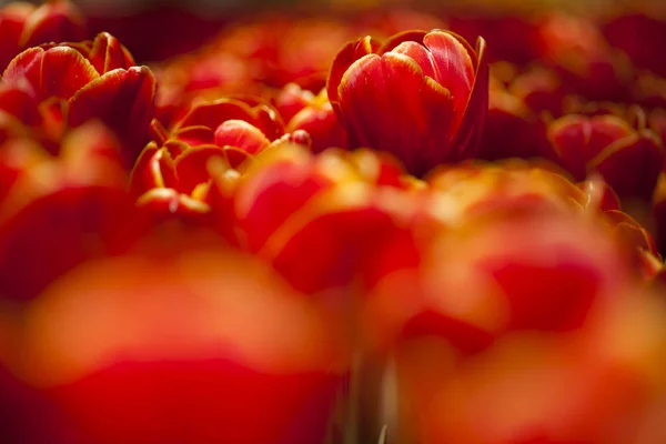 Beautiful close up macro tulips — Stock Photo, Image