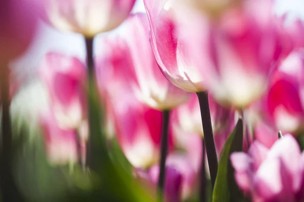 Tulipanes frescos de primavera — Foto de Stock