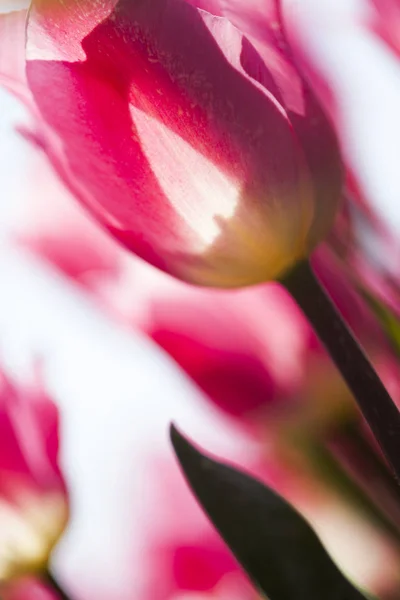 Verse lente tulpen — Stockfoto