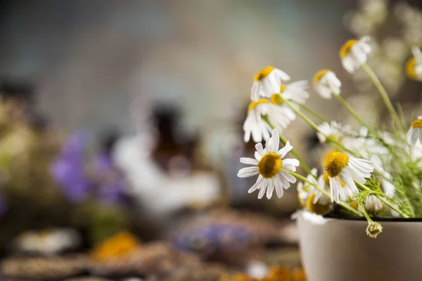 Healing herbs on wooden table — Stock Photo, Image