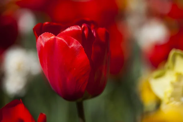 Krásná Detailní záběr makro tulipány — Stock fotografie