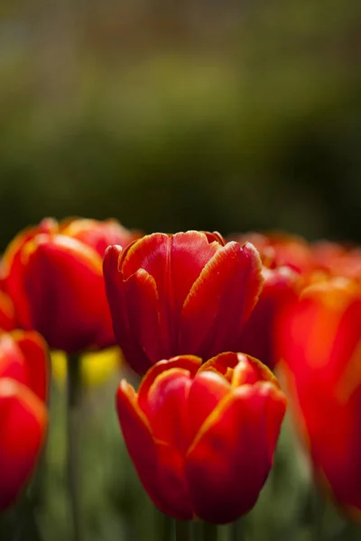 Tulipas frescas da primavera — Fotografia de Stock