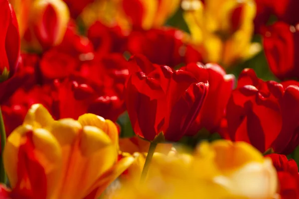 Tulipanes frescos de primavera —  Fotos de Stock