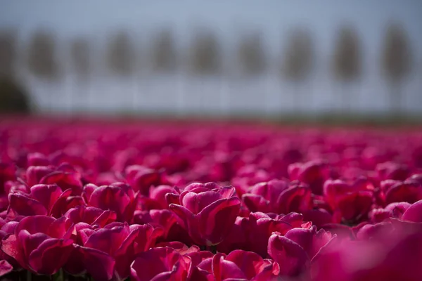 Fresh spring tulips — Stock Photo, Image