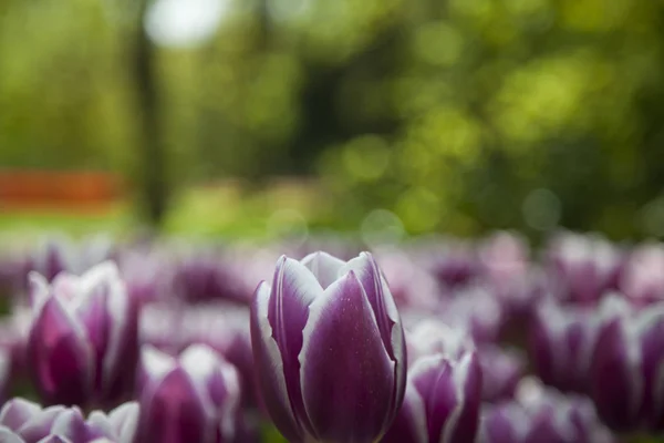 Tulipanes frescos de primavera —  Fotos de Stock
