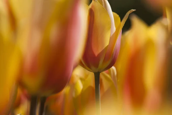 Belles tulipes macro gros plan — Photo