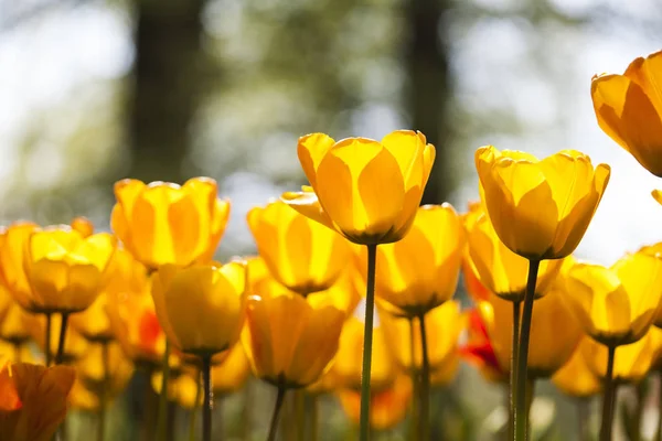 Friss tavaszi tulipán — Stock Fotó