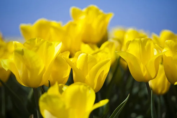 Verse lente tulpen — Stockfoto