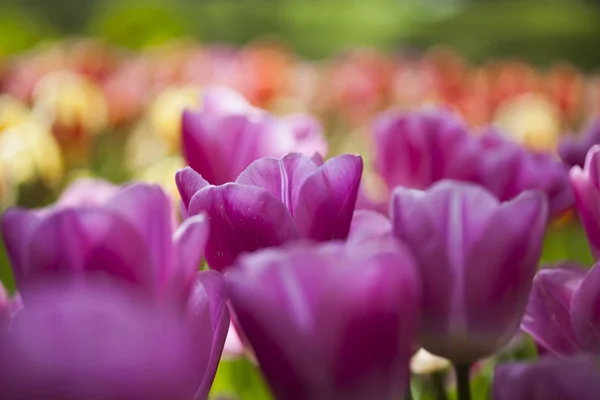 Tulipas frescas da primavera — Fotografia de Stock