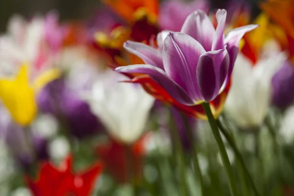 Mooie close-up macro tulpen — Stockfoto