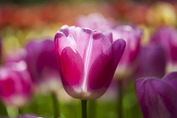 Fresh spring tulips — Stock Photo, Image