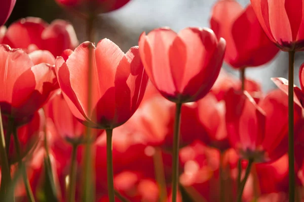 Tulipes printanières fraîches — Photo