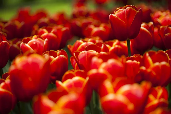 Свіжий весняний тюльпани — стокове фото