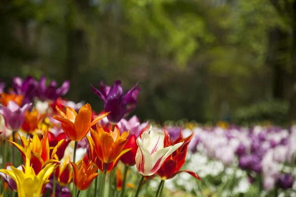 Fresh spring tulips — Stock Photo, Image