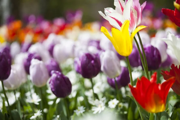 Tulipany świeże wiosenne — Zdjęcie stockowe
