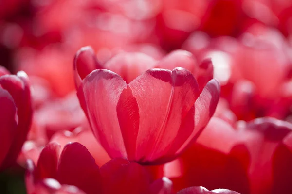 Belles tulipes macro gros plan — Photo