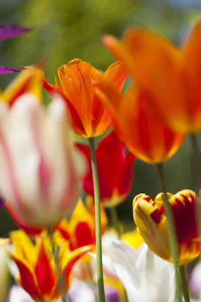 Tulipes printanières fraîches — Photo