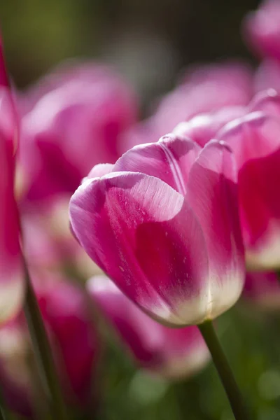 Verse lente tulpen — Stockfoto