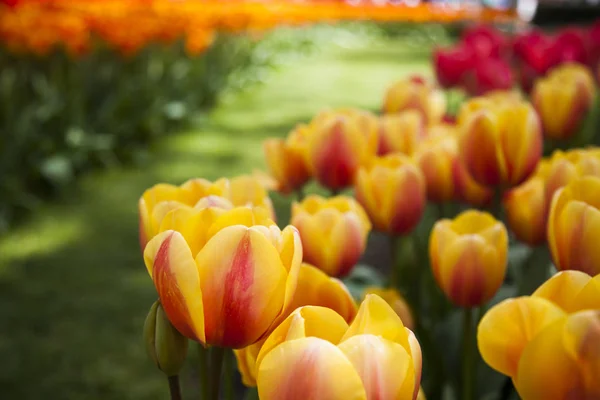 Verse lente tulpen — Stockfoto